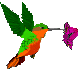 colibr.gif (4252 バイト)